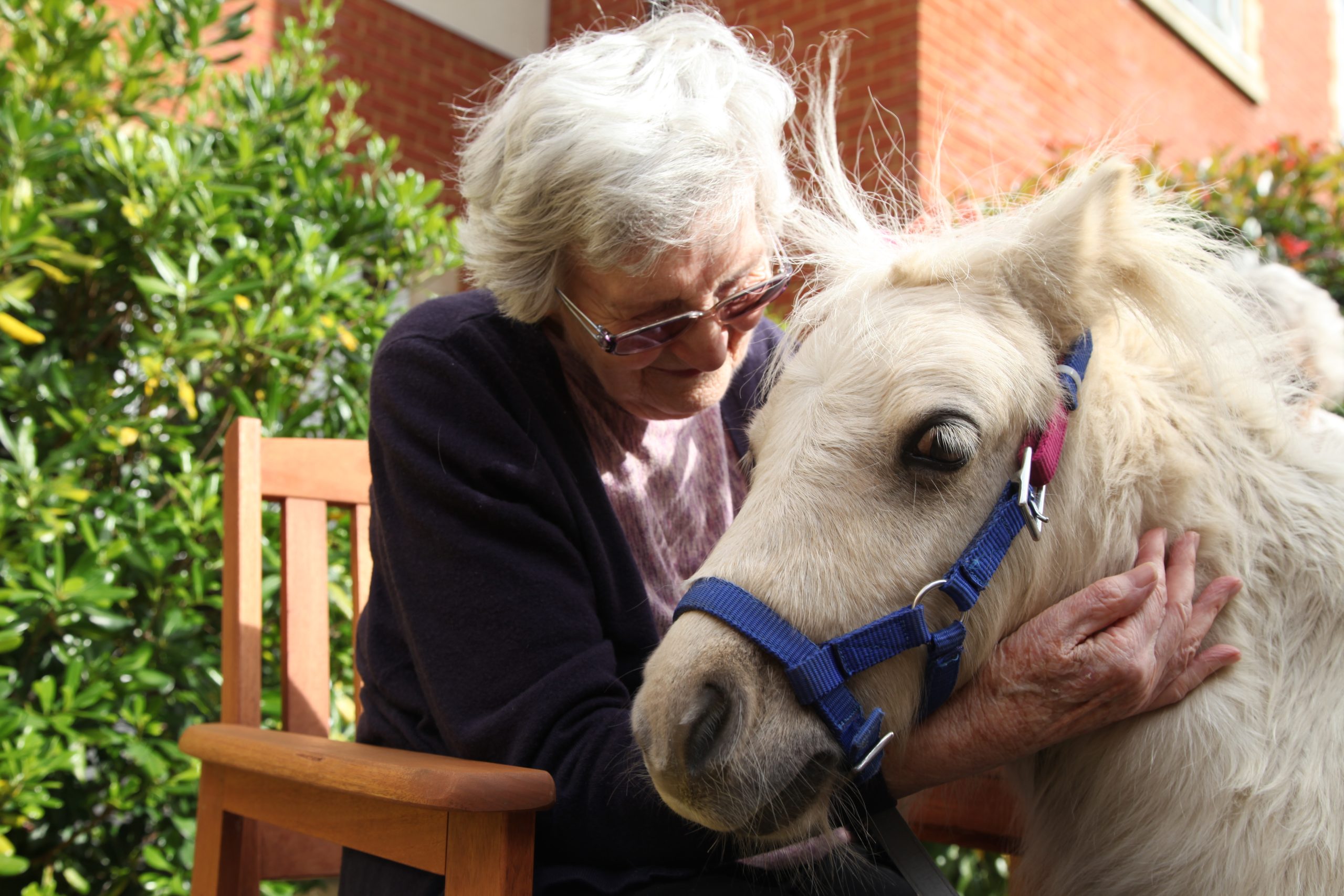 A care home resident interacts with a Shetland pony during a visit to an Encore Care Home
